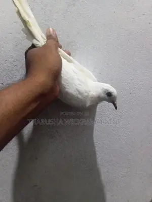 පරවි මිගමුව