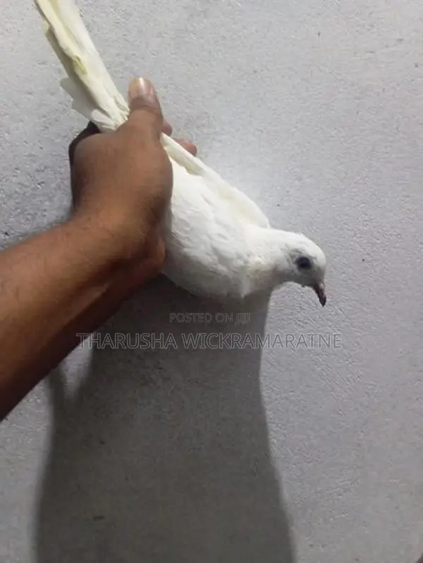 පරවි මිගමුව