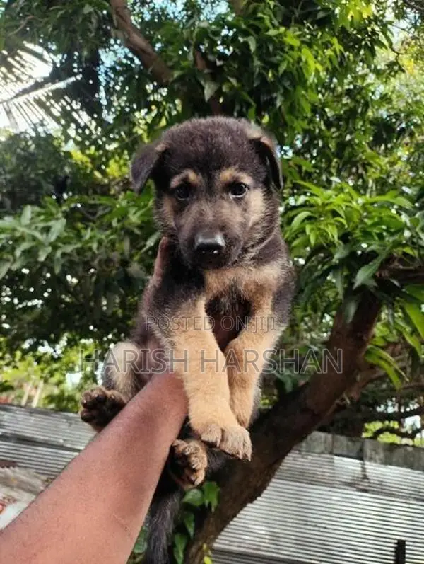 German Shepherd