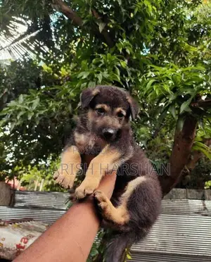 German Shepherd