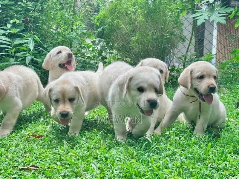 Labrador Retriever Puppies