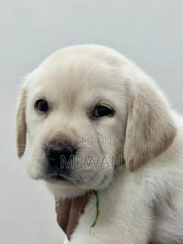Labrador Retriever Puppies