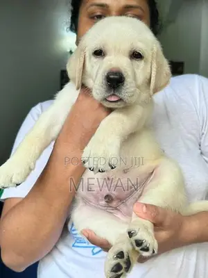 Labrador Retriever Puppies