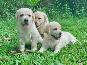 Labrador Retriever Puppies