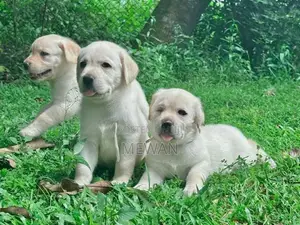 Labrador Retriever Puppies