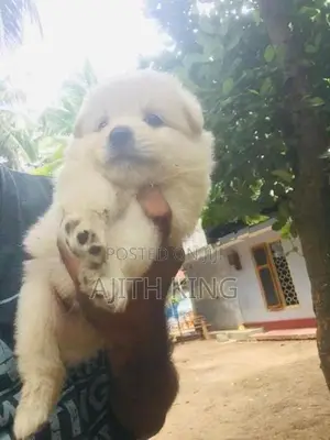 Lion Pomeranian