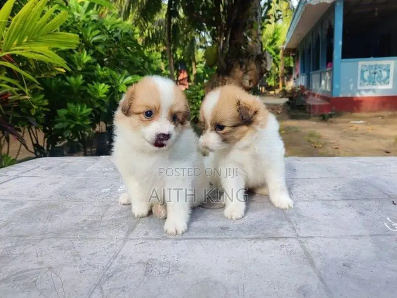 Lion Pomeranian