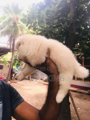 Lion Pomeranian
