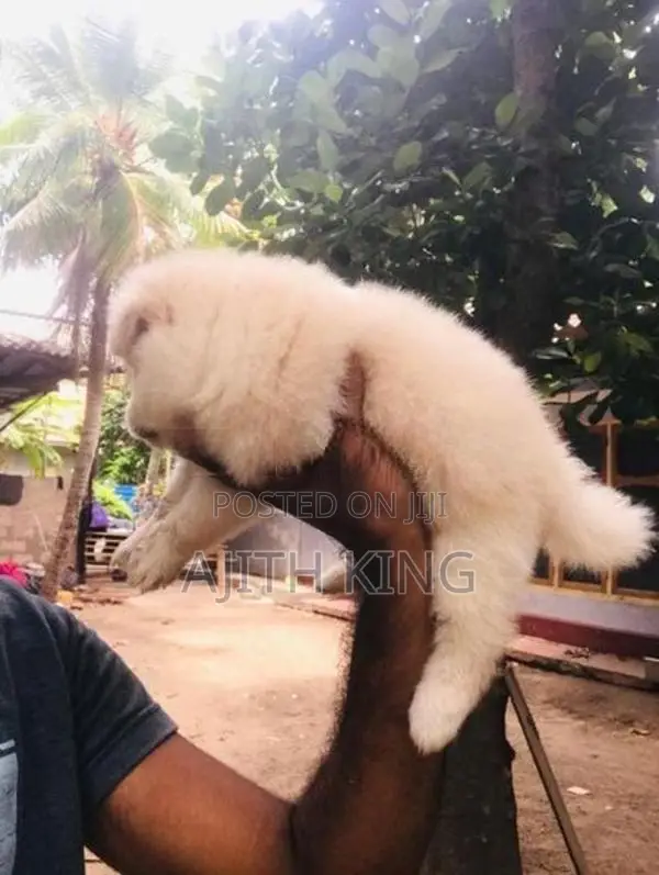 Lion Pomeranian