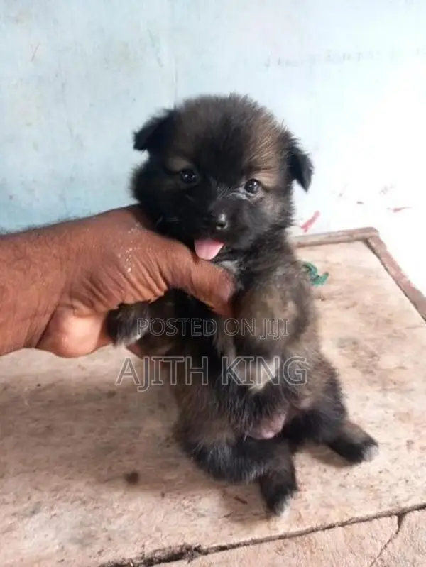 Lion Pomeranian