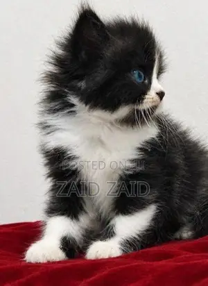 Persian Kitten