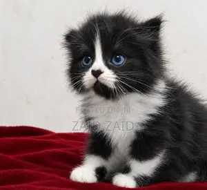 Persian Kitten