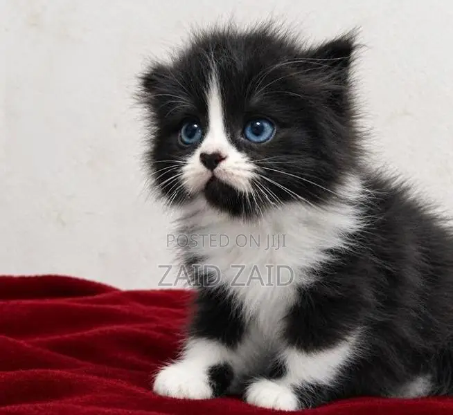 Persian Kitten