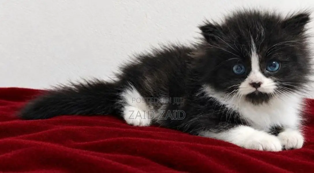 Persian Kitten