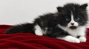 Persian Kitten
