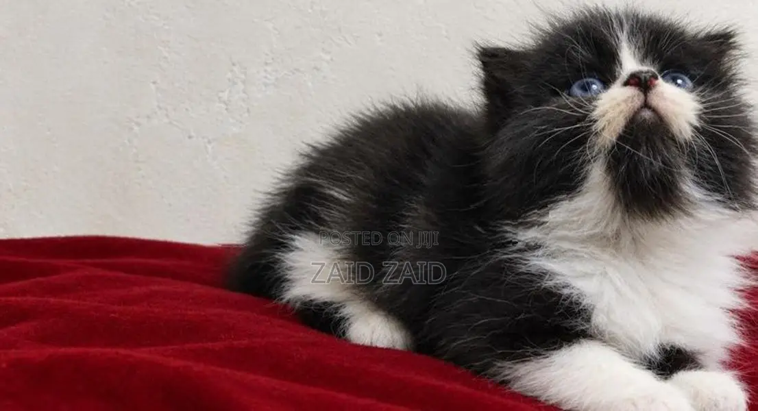 Persian Kitten