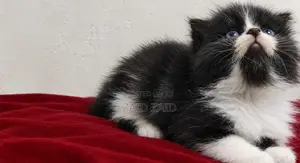 Persian Kitten
