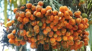 රට පුවක් පැළ