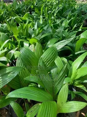 රට පුවක් පැළ
