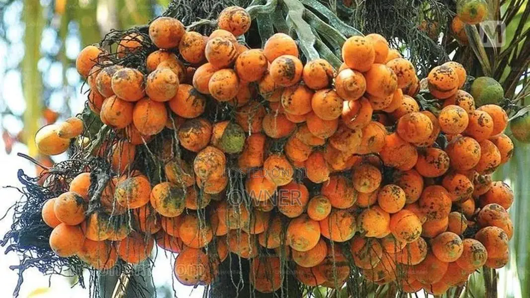 රට පුවක් පැළ