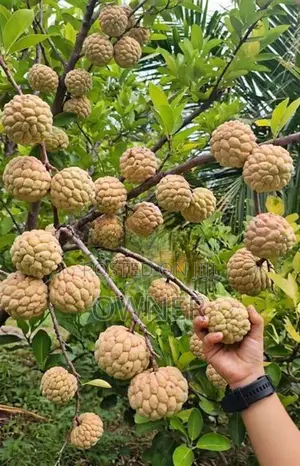 කටු අනෝදා පැළ