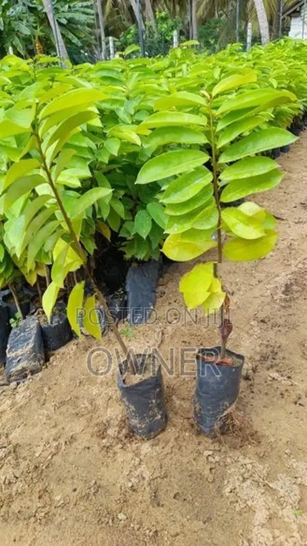 කටු අනෝදා පැළ