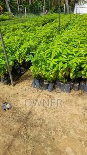 කටු අනෝදා පැළ