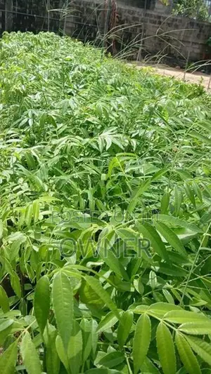 ඇඹරැල්ලා පැළ