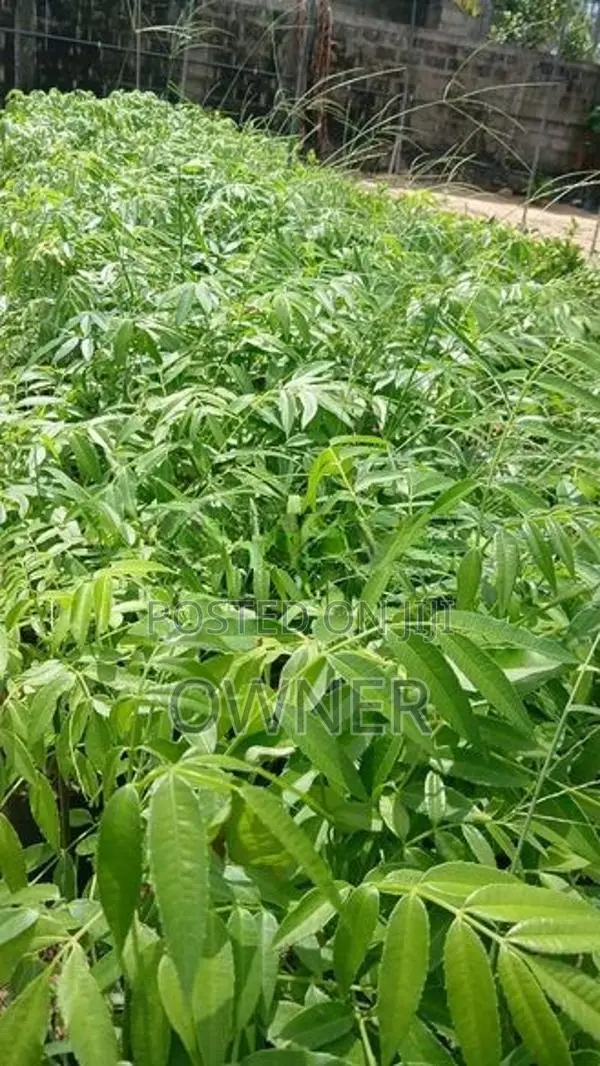 ඇඹරැල්ලා පැළ