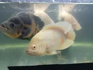 Oscar Fish