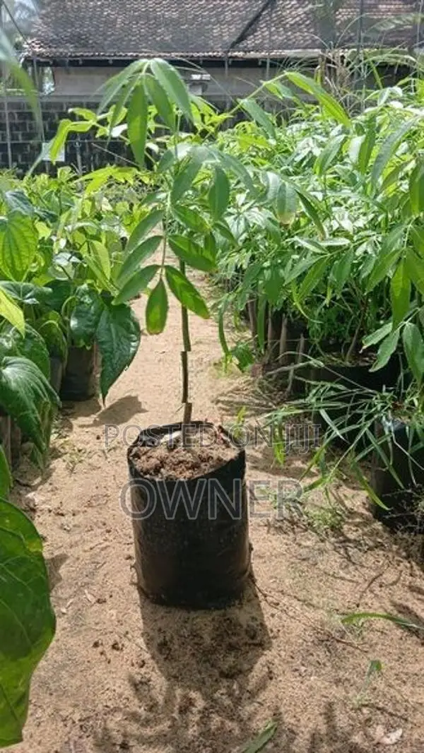 ඇඹරැල්ලා පැළ