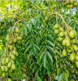 ඇඹරැල්ලා පැළ