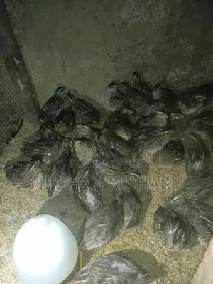 Quails Chicks