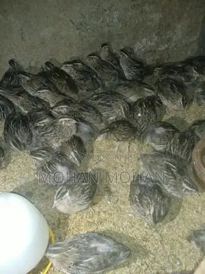 Quails Chicks