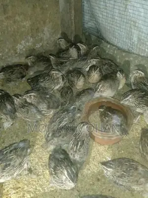 Quails Chicks