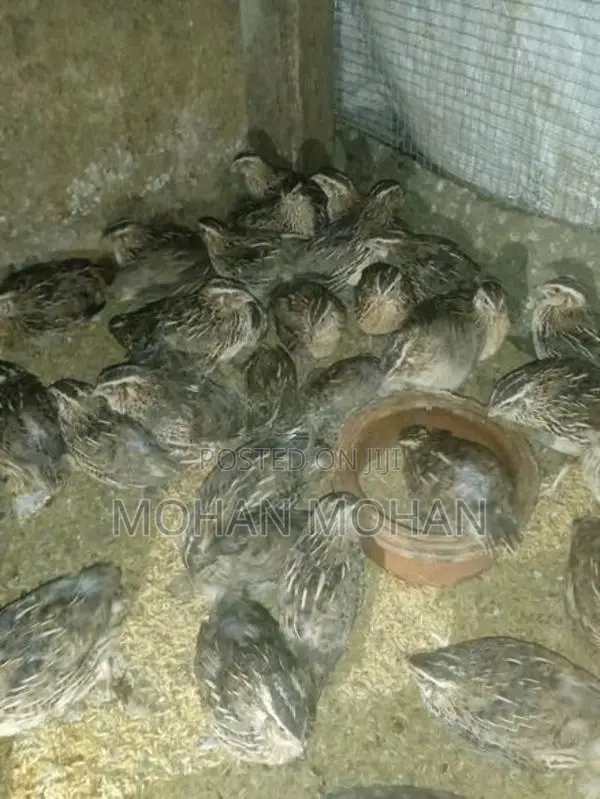 Quails Chicks