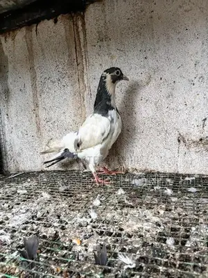 Pigeon
