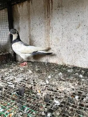 Pigeon