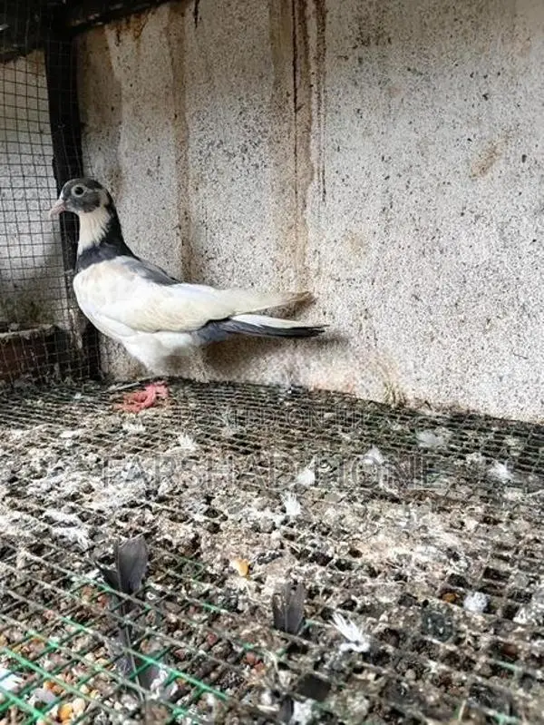 Pigeon