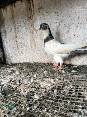 Pigeon