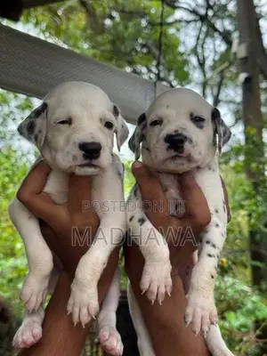 Dalmatian Puppies