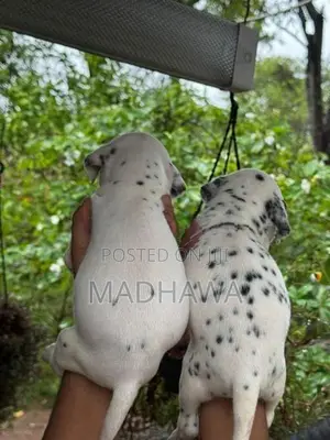 Dalmatian Puppies