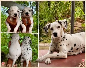 Dalmatian Puppies