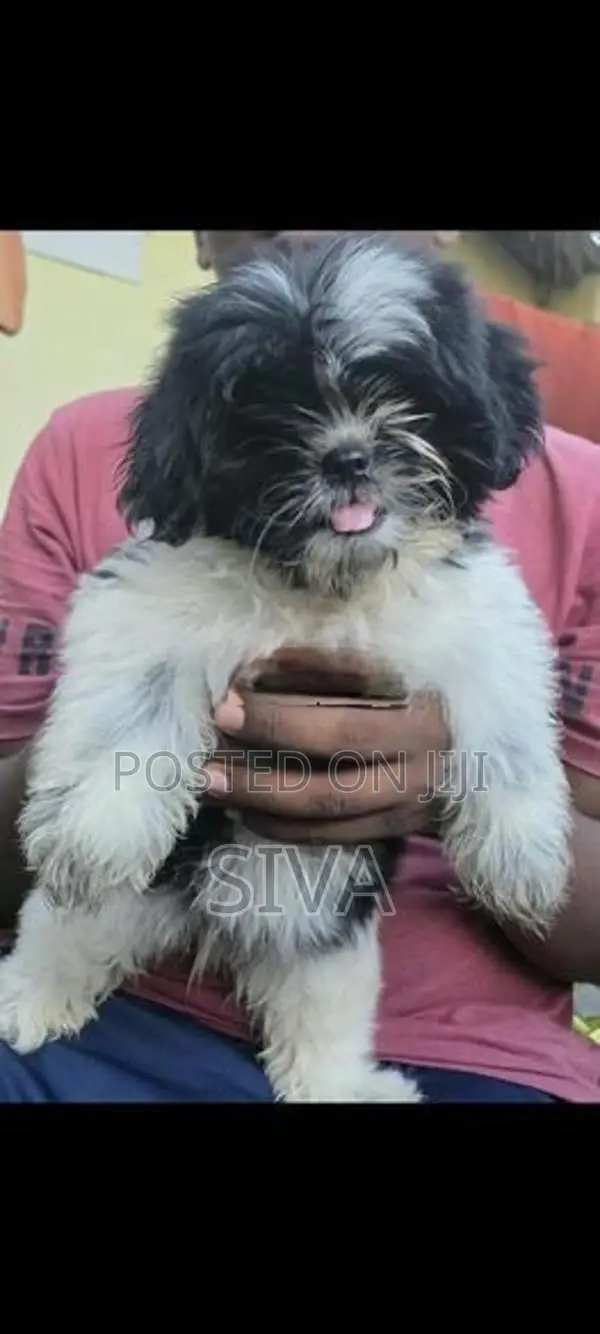 Shih Tzu Puppy