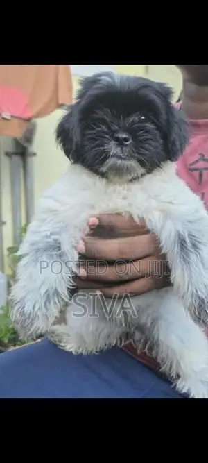 Shih Tzu Puppy