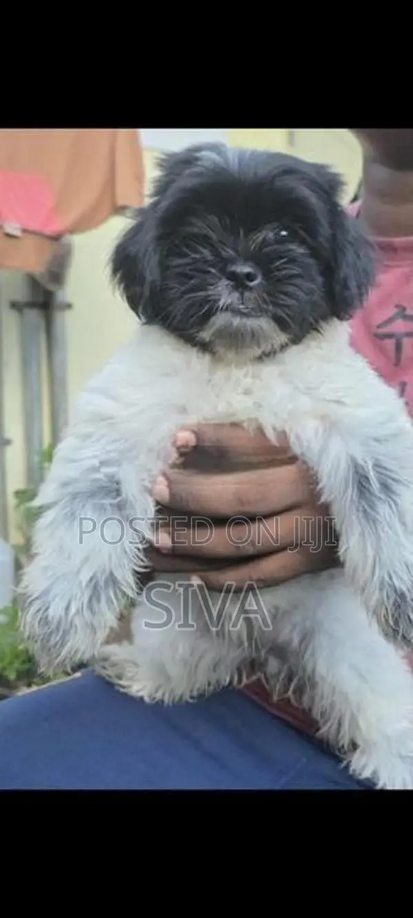 Shih Tzu Puppy