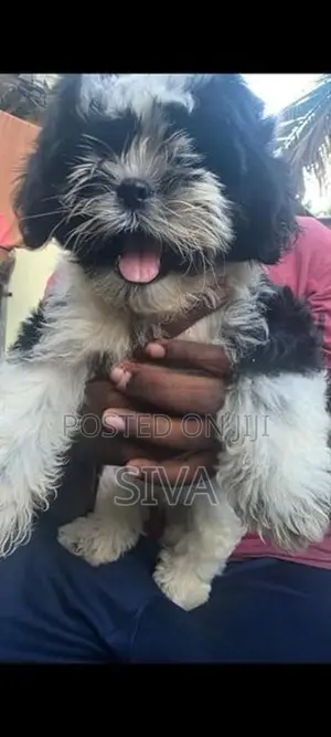 Shih Tzu Puppy