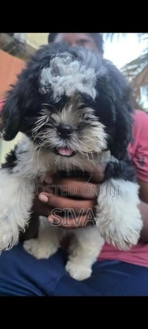 Shih Tzu Puppy