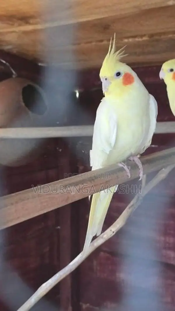 Female Cockatiel Bird