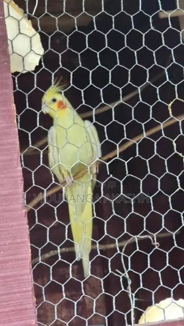 Female Cockatiel Bird